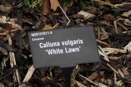 Callunavulgariswhitelawnlabelgarnonswilliams