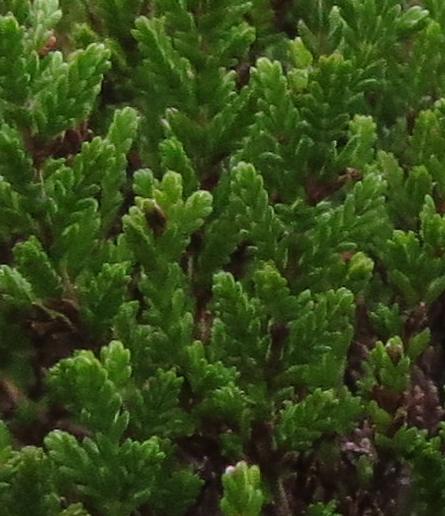 Callunavulgariswinterchocolatefolwingarnonswilliams