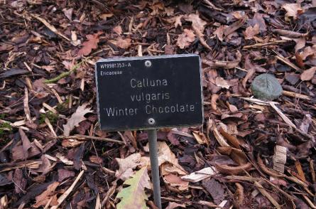 Callunavulgariswinterchocolatelabelgarnonswilliams