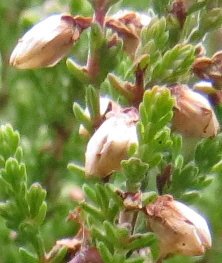 Callunavulgariswinterchocolateseedgarnonswilliams