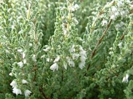 callunafflosvelvetfascinationdeeproot