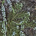 calluna vulgaris 'White Lawn'