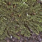 calluna vulgaris 'White Lawn'