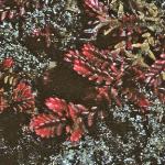 calluna vulgaris 'winter chocolate' foliage