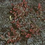 calluna vulgaris 'winter chocolate' form