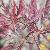 acerfolpalmatumdissectumatropurpureum1