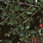 cotoneasterfolhorizontalis1