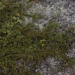 cotoneasterforhorizontalis1