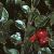 cotoneasterforthorizontalis1a