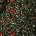 cotoneasterfrui1horizontalis