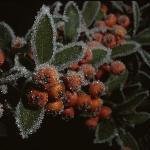 cotoneasterfrui2horizontalis