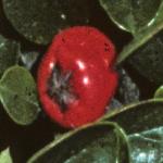 cotoneasterfrui3horizontalis
