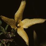 forsythiaflo1