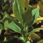 forsythiafol1