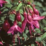 fuchsiaflogeneralmonk1