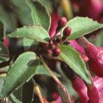 fuchsiafolgeneralmonk1