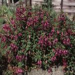 fuchsiaforgeneralmonk1