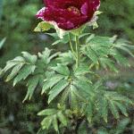 paeoniasuffruticosaredtreefor1
