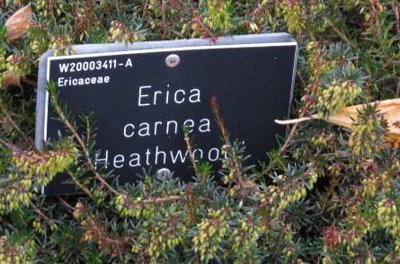 Ericacarneaheathwoodlabelgarnonswilliams
