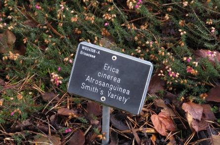 Ericacinereaatrosanguineasmithsvarietylabelgarnonswilliams