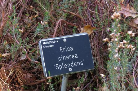 Ericacinereasplendenslabelgarnonswilliams