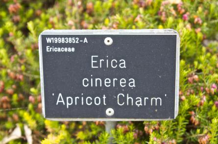 ericaplabcinereaapricotcharmkavanagh