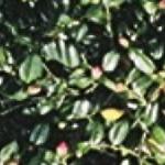camelliafoljaponica1a1a