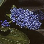 ceanothus flower