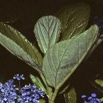 ceanothus foliage