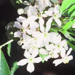 choisyafloternata1