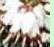 ericadarleyensiscfloswhiteglowdeeproot1a1a1