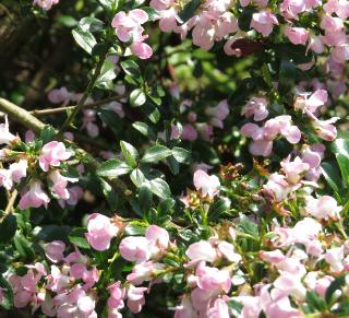 escalloniapflos1appleblossomgarnonswilliams