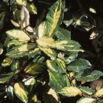 euonymusfolfortunei1