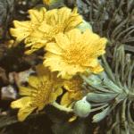 euryopsfloacraeus1