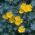 euryopspflosacraeuskevock