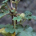 fremontodendronfolcalifornicum1
