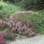 heatherbank1
