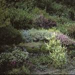 heatherbed1