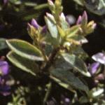 hebefolyoungii1