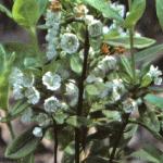 kalmiafloangustifoliaalba1