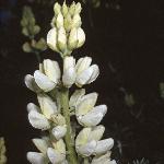 lupinusfloarboreus1