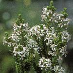 oleariaflonumulariifolia