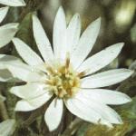 oleariafloscilloniensis