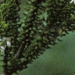 oleariafolnumulariifolia