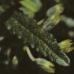 oleariafoldscilloniensis