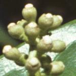 prunusflolaurocerasus