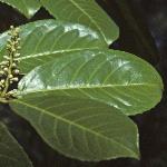 prunusfoldlaurocerasus