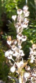 Ericaspiculifoliaflostalkkavanagh