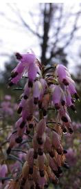 Ericacarneadavidsseedlingflostalk2garnonswilliams