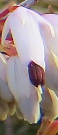 Ericacarneafoxhollowflo2garnonswilliams